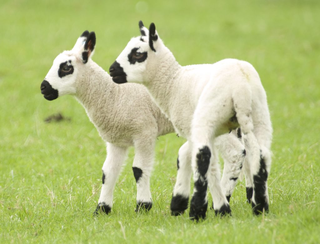 Lambs