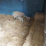 2022 Lambs